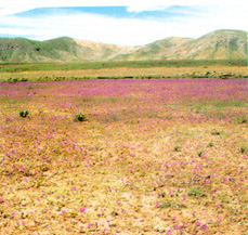 Imagen del desierto florido en la Región de Atacama