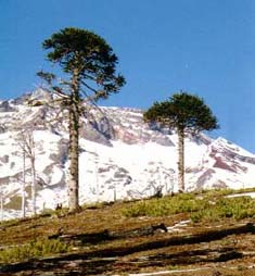 Imagen de dos Araucarias con la Cordillera de los Andes al fondo