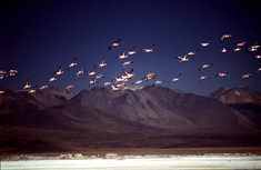 Imagen de un salar con flamencos volando en la región de Antofagasta