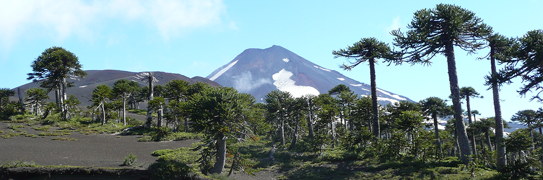 Imagen del sur de Chile Araucarias y Volcanes