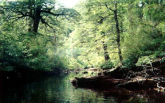 Imagen del bosque nativo en la novena Región
